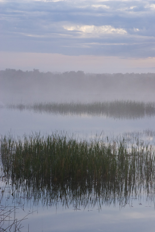 Wetland At Sunrise